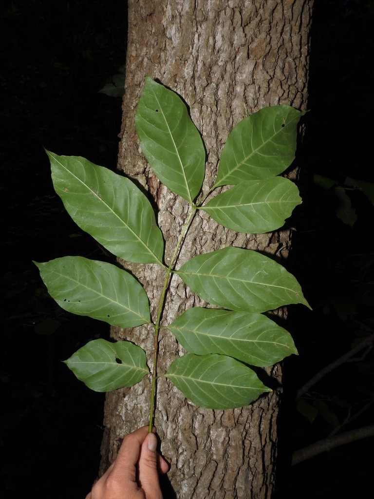 Fraxinus profunda