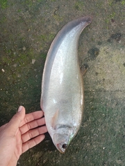 Notopterus notopterus