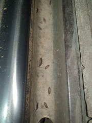 Porcellio variabilis