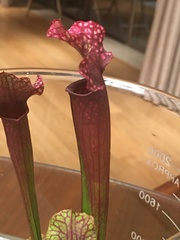 Sarraceniaceae