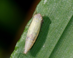 Henschia