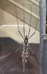 Tipula metacomet