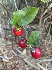 Diospyros maritima
