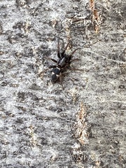 Herpyllinae