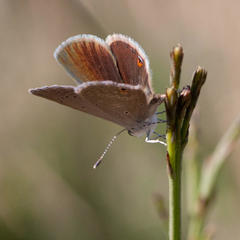 Eicochrysops messapus messapus