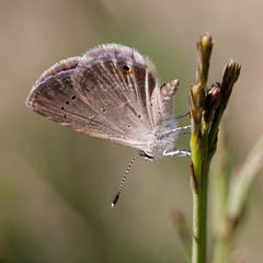 Eicochrysops messapus messapus