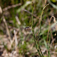 Eicochrysops messapus messapus