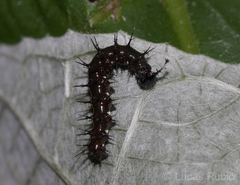 Colobura dirce