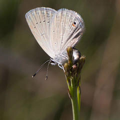 Eicochrysops messapus messapus