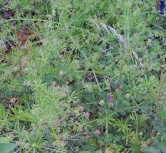 Sanguisorba verrucosa