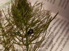 Ceratophyllum submersum