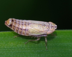 Doratura