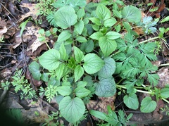 Valeriana pauciflora