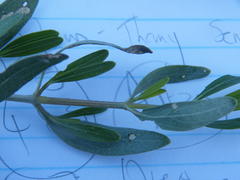 Petalidium oblongifolium