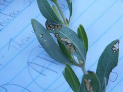 Petalidium oblongifolium