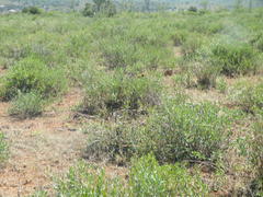Petalidium oblongifolium