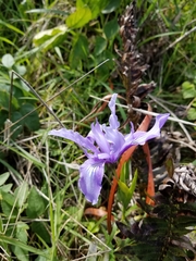 Iris longipetala