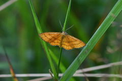 Idaea flaveolaria