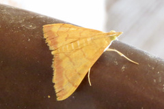 Pyrausta pseudonythesalis