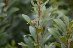 Diceroprocta viridifascia