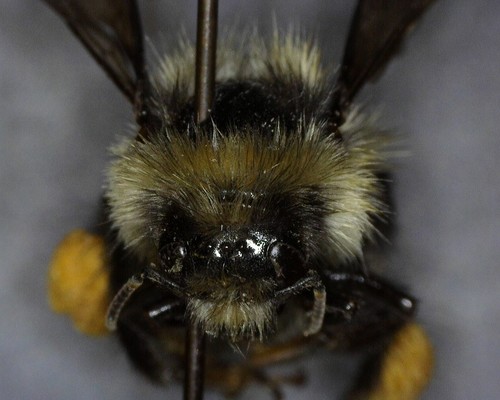 iNaturalist observation photo of Black-tailed Bumble Bee