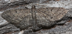 Psilosticha pristis