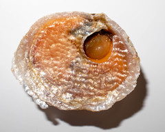 Image of Heteranomia squamula