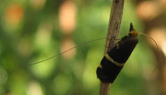 Adelidae
