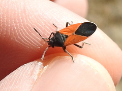 Melanopleurus belfragei