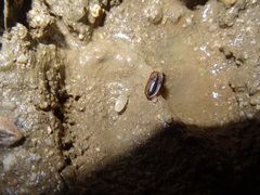 Cossyphus hoffmannseggi