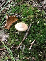 Entoloma conicum