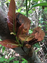Coccoloba diversifolia