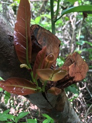 Coccoloba diversifolia