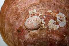 Heteranomia squamula