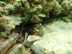 Bunodosoma granuliferum