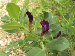 Vicia narbonensis