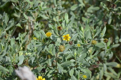 Borrichia frutescens image