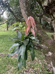 Mangifera indica image