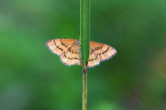 Idaea flaveolaria
