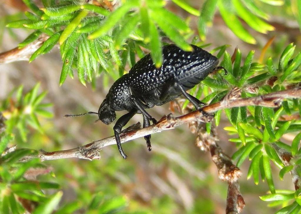 Bumpy Donkeyface Weevil