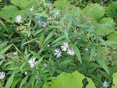 Symphyotrichum novi-belgii