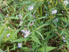 Symphyotrichum novi-belgii