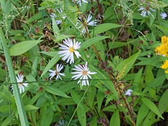 Symphyotrichum novi-belgii