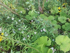 Symphyotrichum novi-belgii
