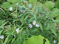 Symphyotrichum novi-belgii
