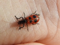 Pelonides quadrinotata