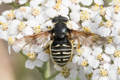 Sericomyia