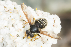 Sericomyia