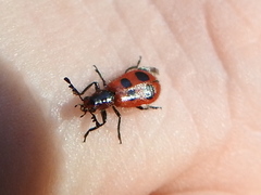 Pelonides quadrinotata