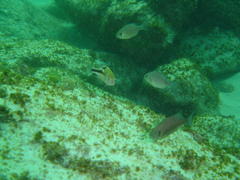 Chrysoblephus laticeps